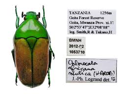 Attēlu rezultāti vaicājumam “Potosia cuprea”