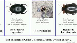 Attēlu rezultāti vaicājumam “Hydaticus transversalis”
