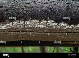 Attēlu rezultāti vaicājumam “Antrodia sinuosa”