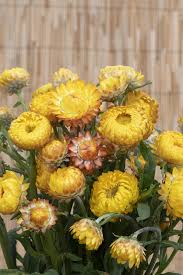 Image result for Helichrysum lindleyii