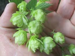 Attēlu rezultāti vaicājumam “Humulus lupulus leaf”