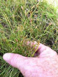 Attēlu rezultāti vaicājumam “Cyperaceae”
