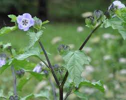Attēlu rezultāti vaicājumam “Nicandra physalodes”