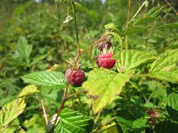 Attēlu rezultāti vaicājumam “Rubus idaeus”