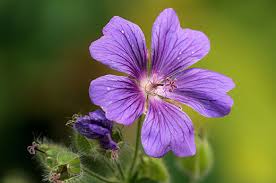 Attēlu rezultāti vaicājumam “Geranium bohemicum bud”