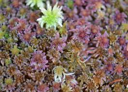 Attēlu rezultāti vaicājumam “Sphagnum centrale sporophyte”