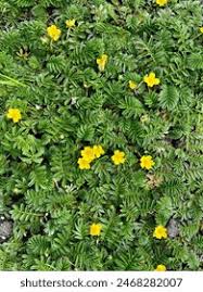Image result for Potentilla anserina