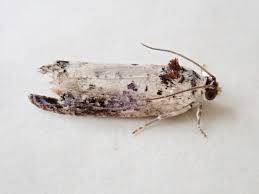 Attēlu rezultāti vaicājumam “Hedya salicella”