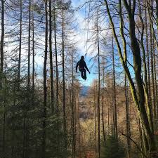 Image result for Go Ape! Whinlatter