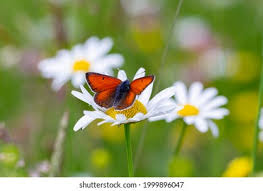 Attēlu rezultāti vaicājumam “Lycaena hippothoe female”
