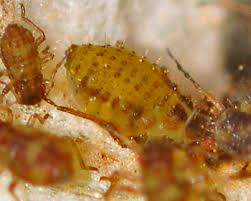 Attēlu rezultāti vaicājumam “Chaitophorus populeti”