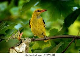 Attēlu rezultāti vaicājumam “Oriolus oriolus female”