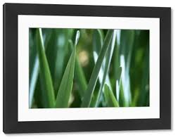 Attēlu rezultāti vaicājumam “Gramineae”