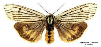 Attēlu rezultāti vaicājumam “Spiris striata”