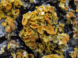 Attēlu rezultāti vaicājumam “Xanthoria polycarpa”