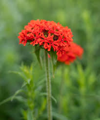 Attēlu rezultāti vaicājumam “Silene chalcedonica flower”