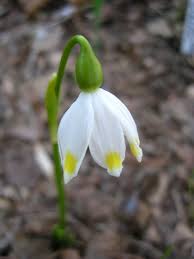 Attēlu rezultāti vaicājumam “Leucojum vernum var. carpathicum flower”