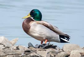 Attēlu rezultāti vaicājumam “Anas platyrhynchos male”