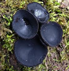 Attēlu rezultāti vaicājumam “Pseudoplectania nigrella”