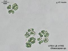 Attēlu rezultāti vaicājumam “Gloeocapsa rupestris”