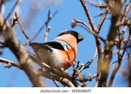 Attēlu rezultāti vaicājumam “Pyrrhula pyrrhula male”