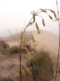 Attēlu rezultāti vaicājumam “Silene chlorantha”
