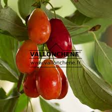 Attēlu rezultāti vaicājumam “Cornus mas fruit”