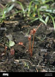 Attēlu rezultāti vaicājumam “Juncus capitatus”