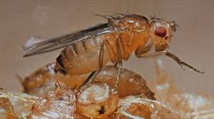 Attēlu rezultāti vaicājumam “Drosophila melanogaster”