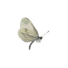 Attēlu rezultāti vaicājumam “Leptidea sinapis”