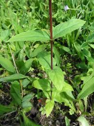 Attēlu rezultāti vaicājumam “Epilobium montanum leaf”