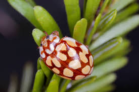 Attēlu rezultāti vaicājumam “Sospita vigintiguttata”