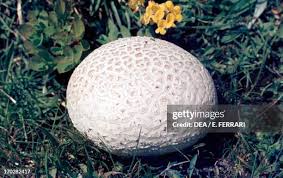 Attēlu rezultāti vaicājumam “Calvatia utriformis”