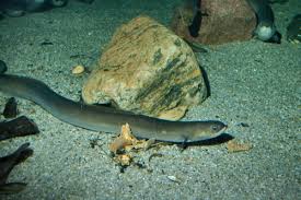 Image result for Anguilla anguilla