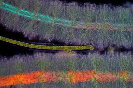 Attēlu rezultāti vaicājumam “Badhamia affinis var. microspora macro”