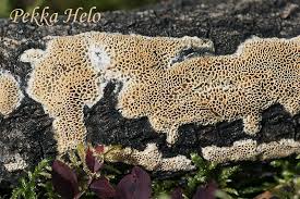 Attēlu rezultāti vaicājumam “Antrodia mellita”