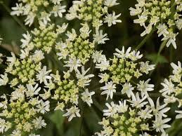 Attēlu rezultāti vaicājumam “Umbelliferae”
