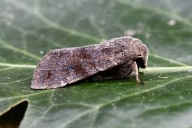 Attēlu rezultāti vaicājumam “Orthosia incerta”