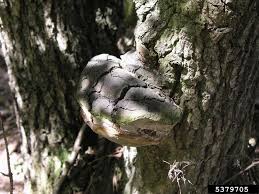 Attēlu rezultāti vaicājumam “Phellinus robustus”