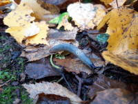 Attēlu rezultāti vaicājumam “Krynickillus melanocephalus”