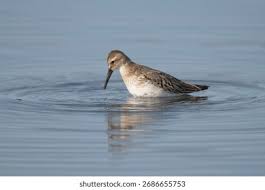 Attēlu rezultāti vaicājumam “Calidris alpina adult”