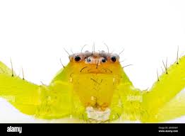 Attēlu rezultāti vaicājumam “Diaea dorsata male”