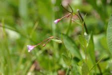 Attēlu rezultāti vaicājumam “Epilobium palustre leaf”