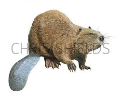 Attēlu rezultāti vaicājumam “Castor fiber”