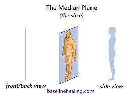 Image result for body midline