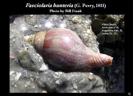 Image result for Cinctura hunteria