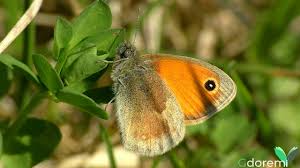 Attēlu rezultāti vaicājumam “Coenonympha pamphilus”