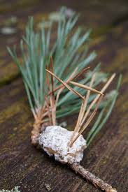 Attēlu rezultāti vaicājumam “Retinia resinella”