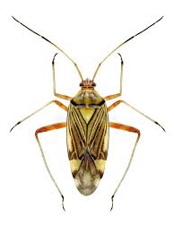 Attēlu rezultāti vaicājumam “Rhabdomiris striatellus”