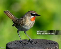 Image result for Luscinia calliope